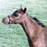 Little America’s Secret’s Ms Choctaw 