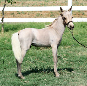 Little America’s Destiny’s Coach Fred