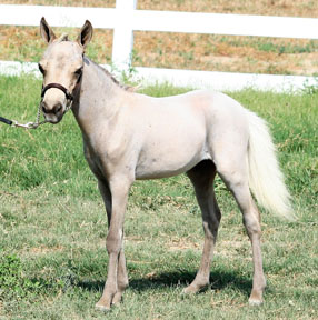 Little America’s Destiny’s Coach Fred