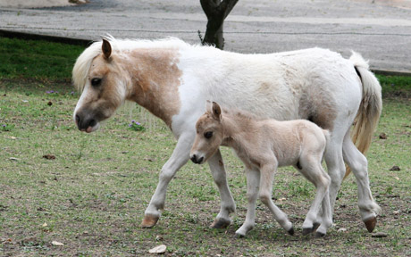Little America’s Destiny’s Coach Fred