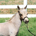 Little America’s Destiny’s Coach Fred