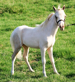 Little America’s Skip’s Crown Prince