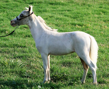 Little America’s Skip’s Crown Prince