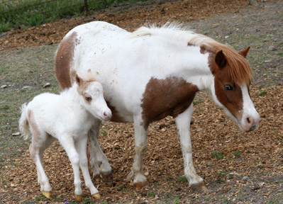 Little America’s Skip’s Crown Prince