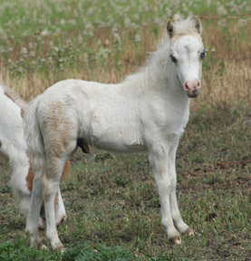 Little America’s Skip’s Crown Prince