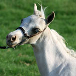 Little America’s Skip’s Crown Prince