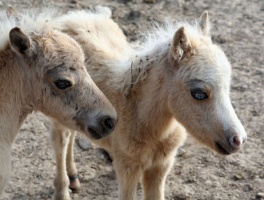 Little America Idol’s PQ El Dorado