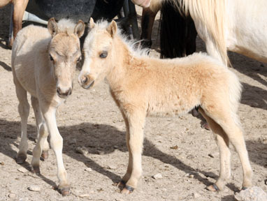 Little America Idol’s PQ El Dorado