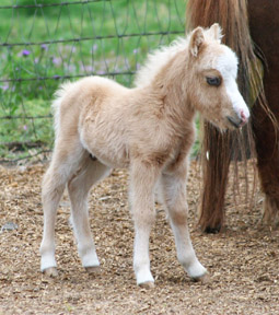 Little America Idol’s PQ El Dorado 