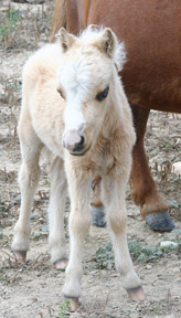 Little America Idol’s PQ El Dorado 