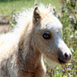 Little America Idol’s PQ El Dorado