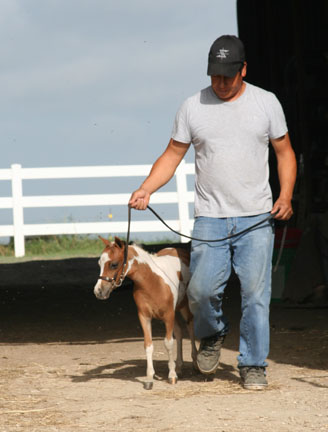 ittle America’s Overo’s Elektra