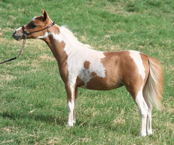 ittle America’s Overo’s Elektra