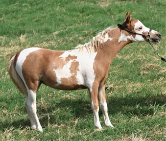 ittle America’s Overo’s Elektra