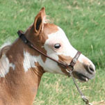 Little Americas Overos Elektra