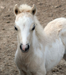 Little America’s Overo’s Exultation