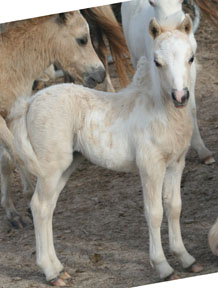 Little America’s Overo’s Exultation