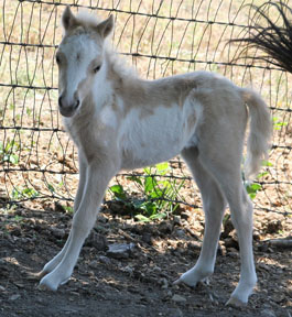 Little America’s Overo’s Exultation