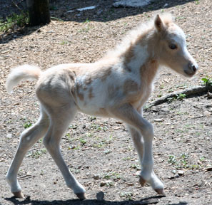 Little America’s Overo’s Exultation