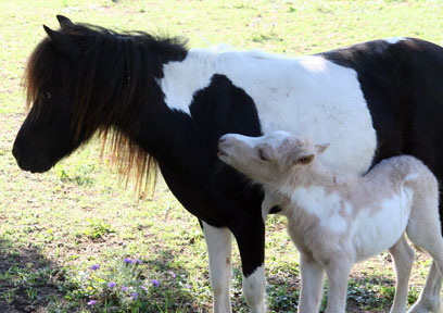 Little America’s Overo’s Exultation