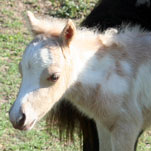 Little America’s Overo’s Exultation