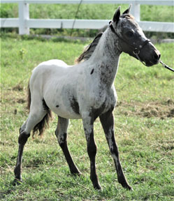 Little America’s Joy Boy Flash
