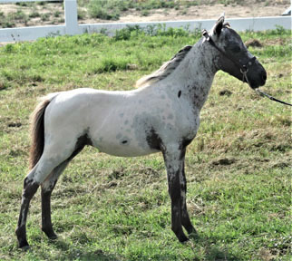Little America’s Joy Boy Flash