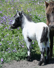 Little America’s Joy Boy Flash