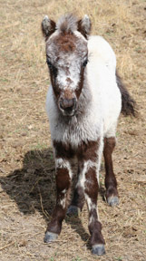 Little America’s Joy Boy Flash