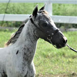 Little America’s Joy Boy Flash