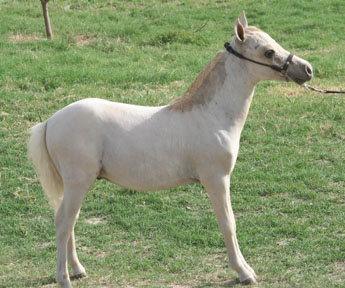 Little America's Buckeroo Times 4