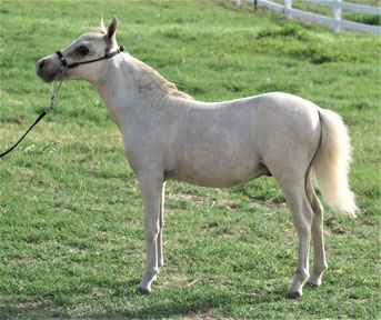 Little America's Buckeroo Times 4