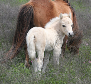 Little America's Buckeroo Times 4