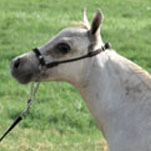 Little America's Buckeroo Times 4