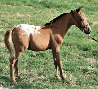 Little America's Gentleman's Guide