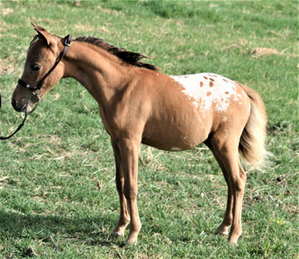 Little America's Gentleman's Guide