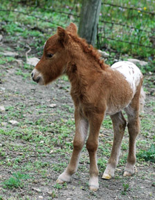 Little America's Gentleman's Guide