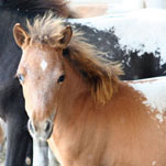 Little America's Gentleman's Guide