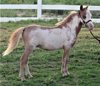 Little America's Overo's Oh My Gosh