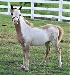 Little America's Overo's Oh My Gosh