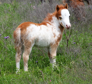 Little America's Overo's Oh My Gosh