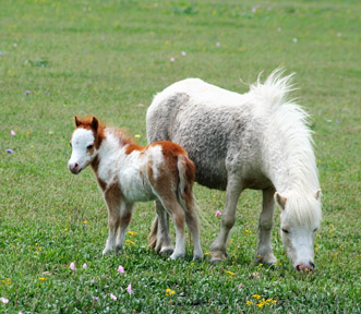 Little America's Overo's Oh My Gosh