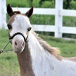 Little America’s Overo’s Oh My Gosh