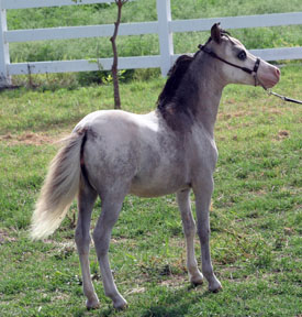 Little America’s Q M Lady Fox