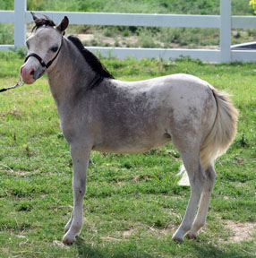 Little America’s Q M Lady Fox