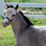 Little America’s Q M Lady Fox