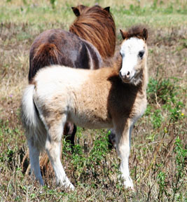 Little America’s Q M Lady Fox