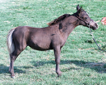 Little America’s My Mama Loy