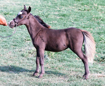 Little America’s My Mama Loy