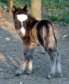 Little America’s My Mama Loy 